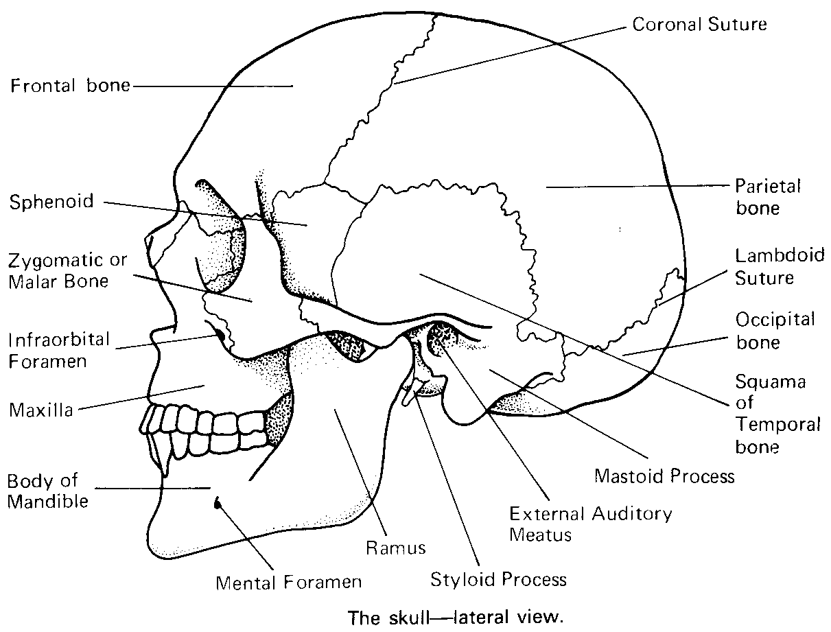 Craniofacial: facial-fractures anatomy bone zones